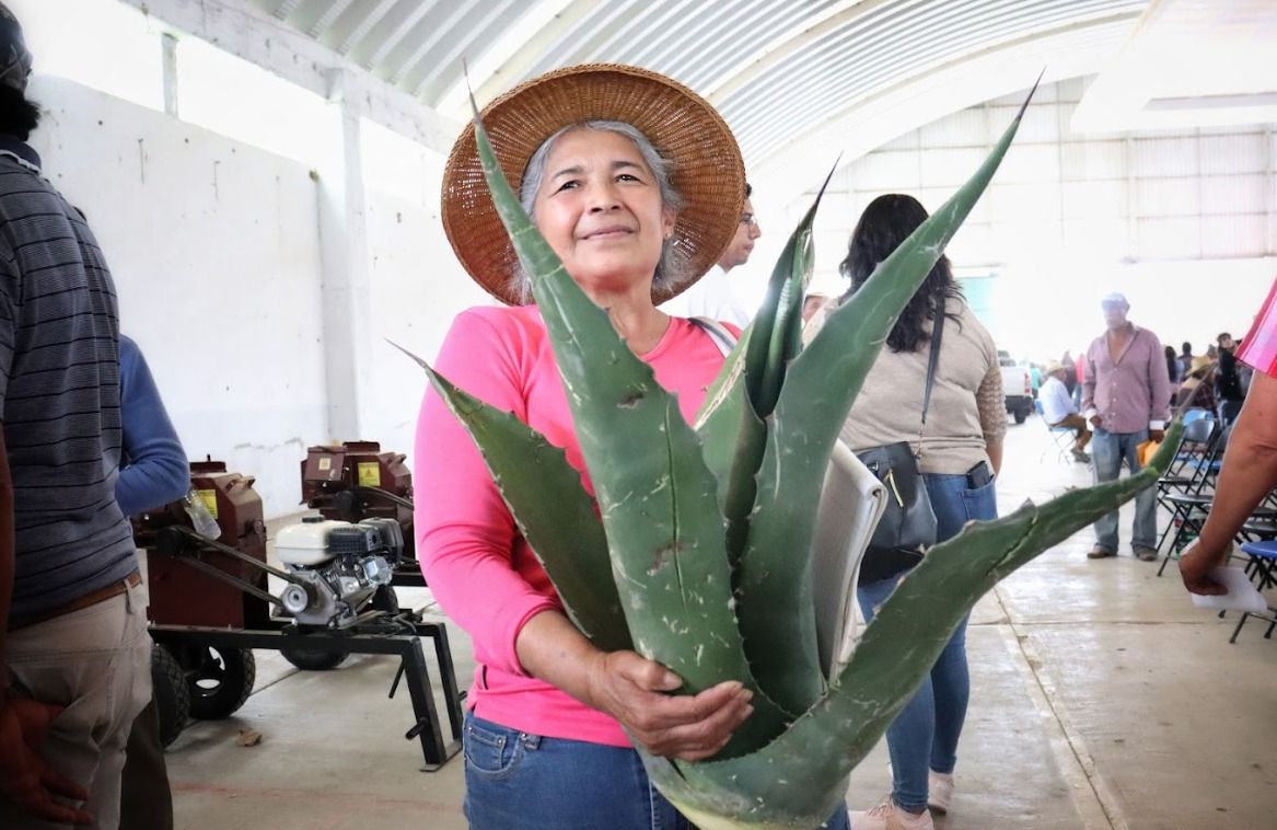 Destacan la producción de Maguey Pulquero en Hidalgo