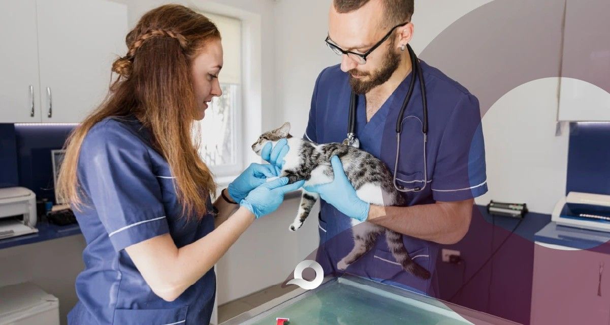 Hidalgo avanza en bienestar animal con vacunación masiva y programas de esterilización