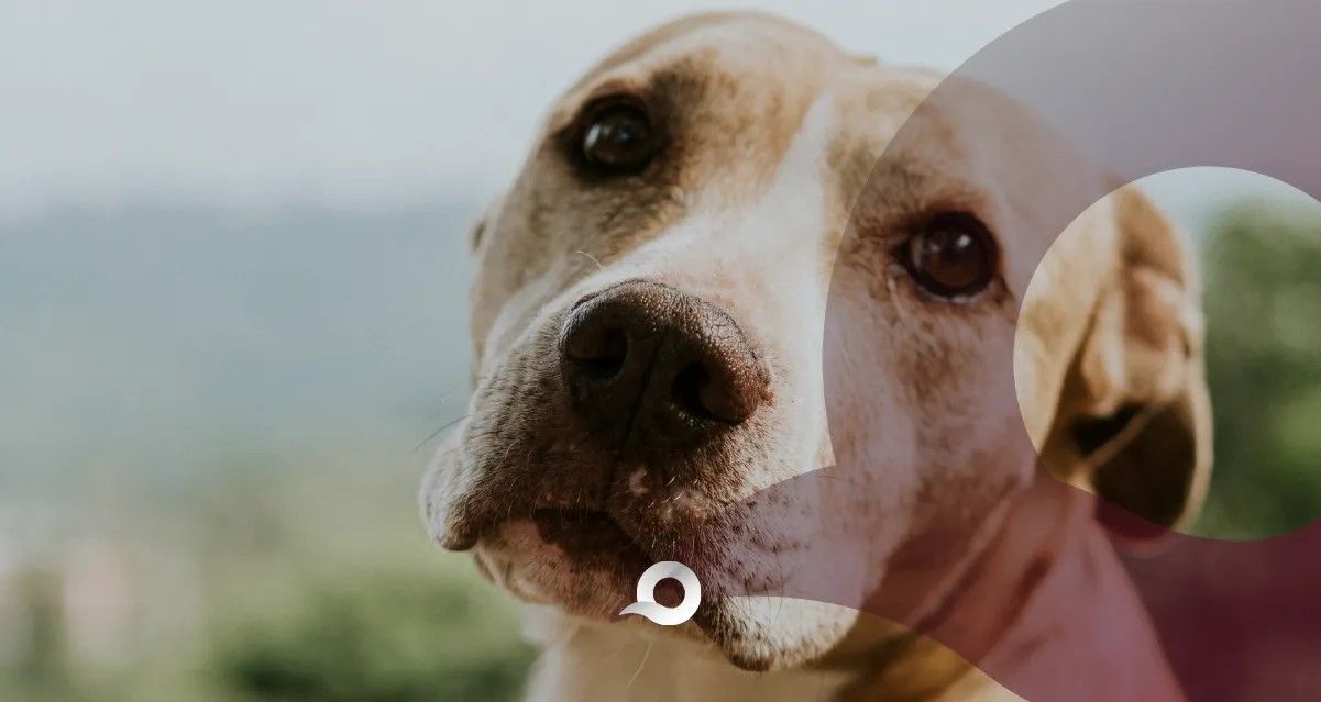 Congreso de Hidalgo propone reconocer la adopción comunitaria de animales en la ley
